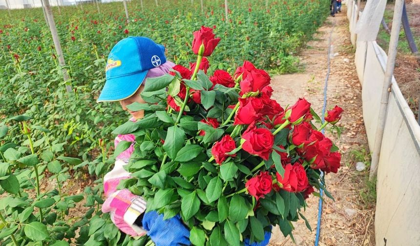 Adana’da Gül Krizi: Üretici Zor Durumda, Çözüm İçin Gümrük Vergisi Çağrısı!