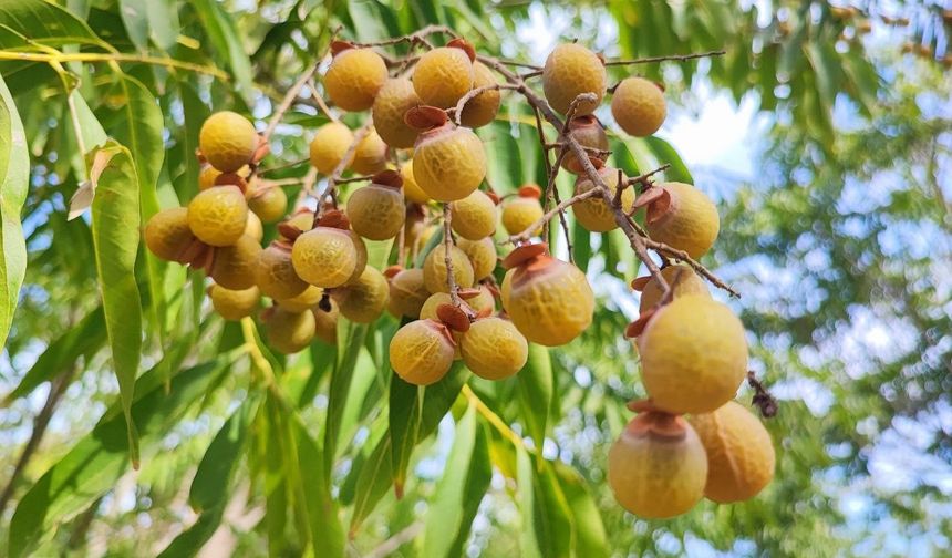 Bu Ağaçtan Temizlik Ürünü Çıkıyor! Ceyhan’da Sıfır Atık Başarısı