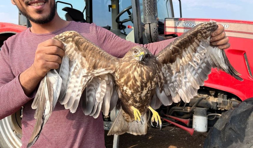Yer Fıstığı Hasadını Bırakıp Şahine Koştu!