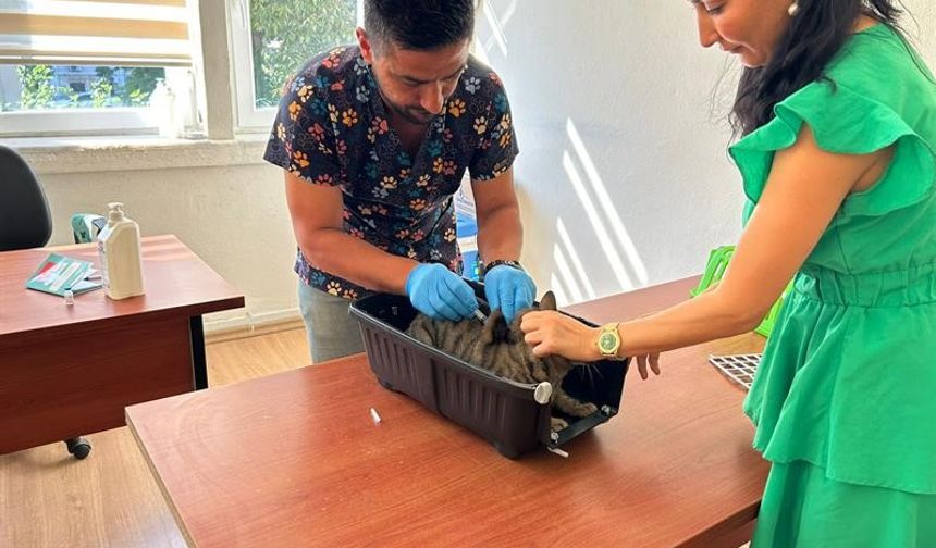 Kedi ve Köpek Sahiplerine Son Uyarı! 31 Aralık’a Kadar Zorunlu Hale Geldi