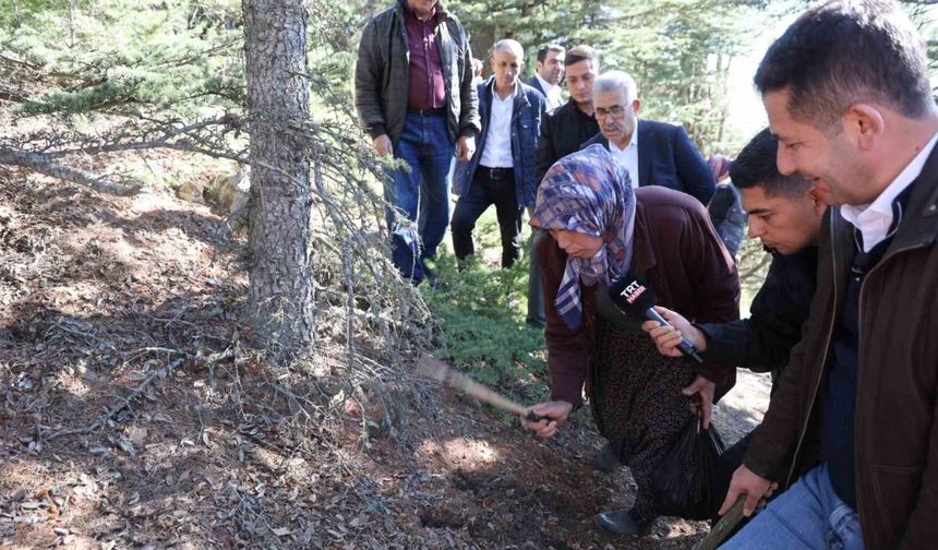 Feke’de Mantar Alarmı: ‘Yanlış Toplama Sedir Mantarını Bitiriyor!’”