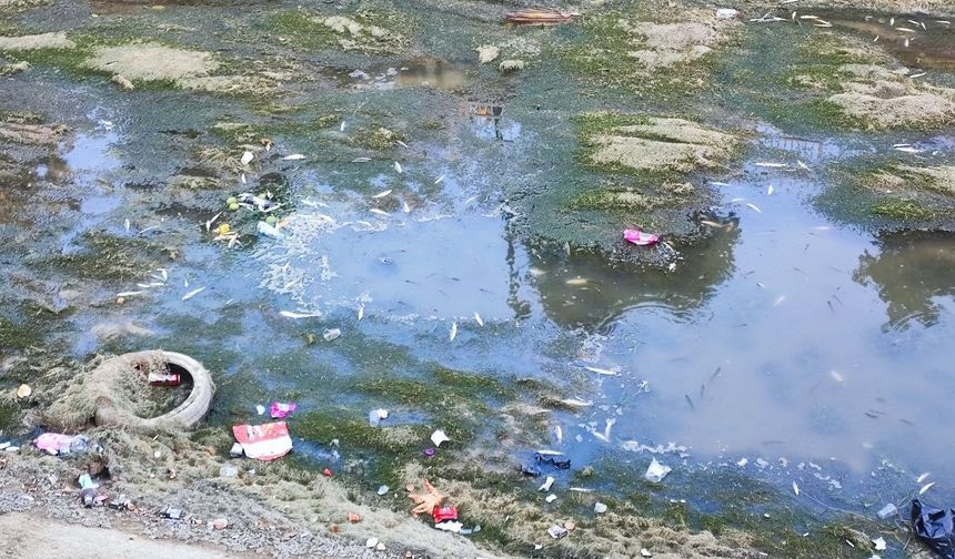 Son 52 Yılın En Kurak Dönemi: Adana’da Balık Ölümleri Artıyor