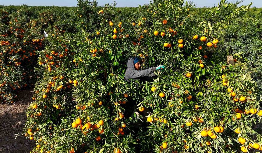 Adana’da Mandalina Krizi! Fiyatlar Dibe Vurdu, Ürünler Dalında Çürüdü!