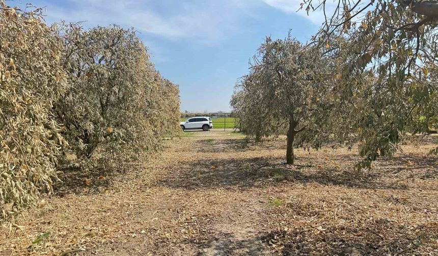 Greyfurt Üreticisine Büyük Şok! Destek Listesinden Çıkarıldılar