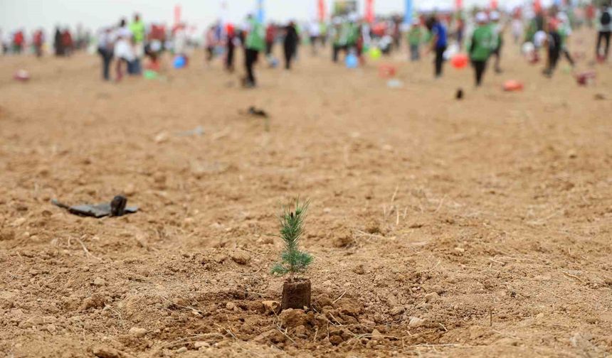 ATÜ’de Yeşil Dönüşüm: Kampüste 22 Bin 500 Ağaç