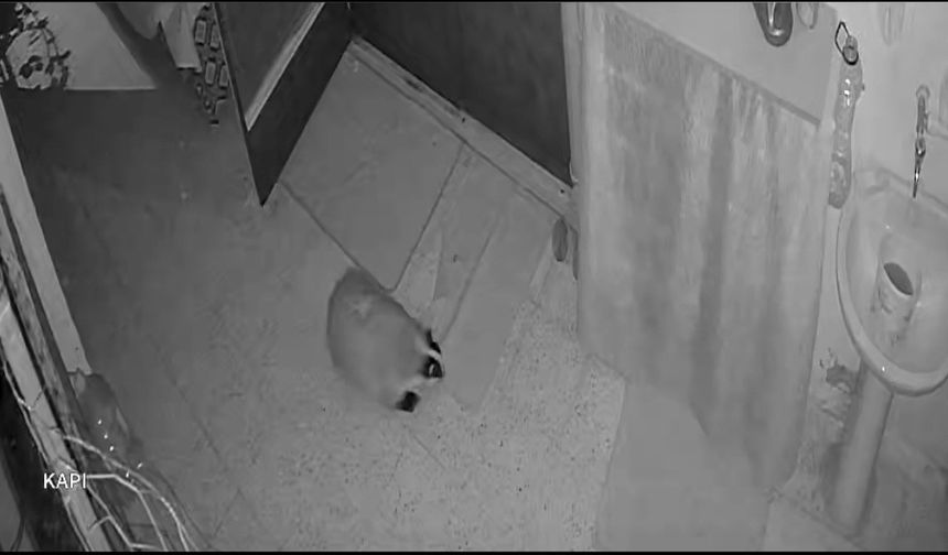 Kedilerin Mamasına Dadandı! Çareyi Alarm Sistemi Kurmakta Buldu