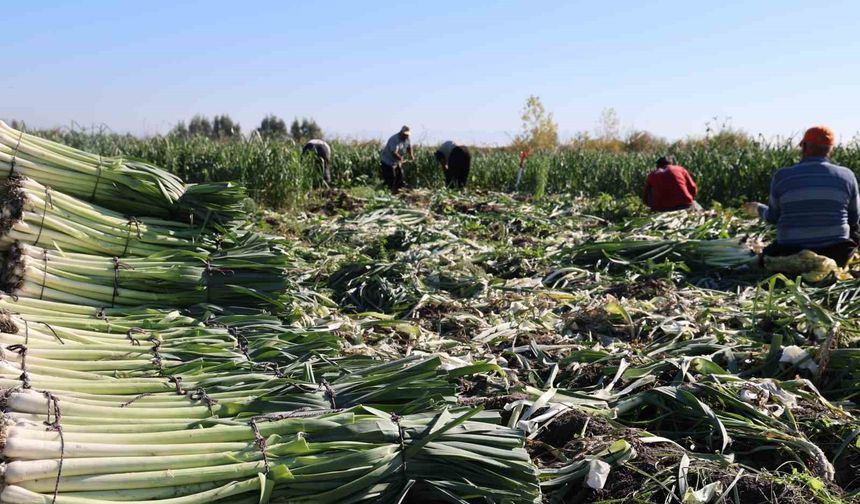 Tarlada 20 TL: Kozan’da Pırasanın Fiyatı Üreticiyi Üzdü