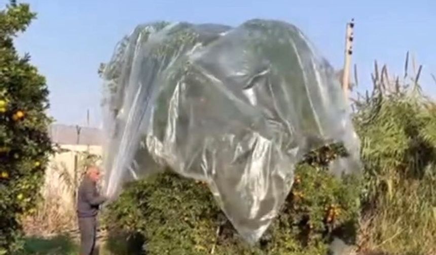 Adana’da Şaşırtan Önlem! Çiftçi Mandalinaları Böyle Korudu