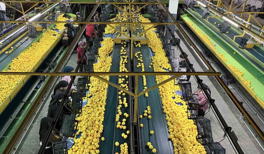 Yeni Yıl Öncesi Narenciye İhracatı Arttı, Fiyatlar Düştü