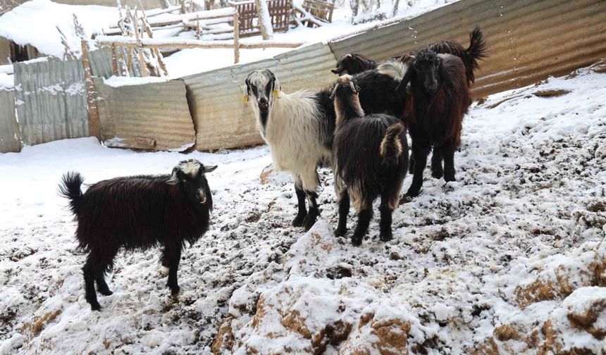 Adana’da Kurt Alarmı: Üretici Hayvancılığı Bırakma Noktasında