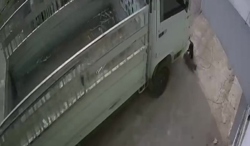 Adana’da Dehşet Anları: Kamyonet Kedilerin Üzerinden Geçti