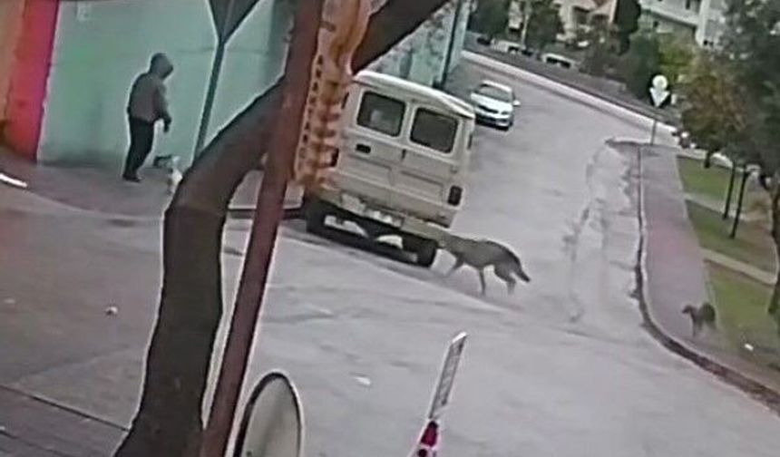 Adana’da Dehşet Anları: Sokakta Kurt Saldırısı Kamerada