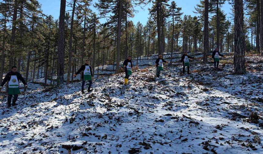 Saimbeyli’de Doğaya Büyük Dokunuş! 185 Hektarlık Alanda Karaçam Seferberliği