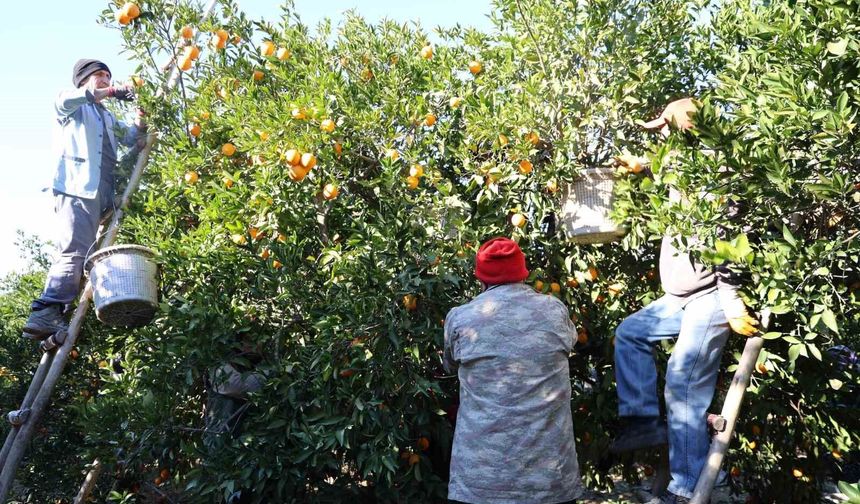 Kozan’ın Altın Meyvesi Dalından Toplanıyor: Fiyatı Dikkat Çekti