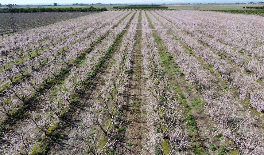 Kozan’da Yalancı Bahar! Şeftali Ağaçları Pembe Beyaza Büründü