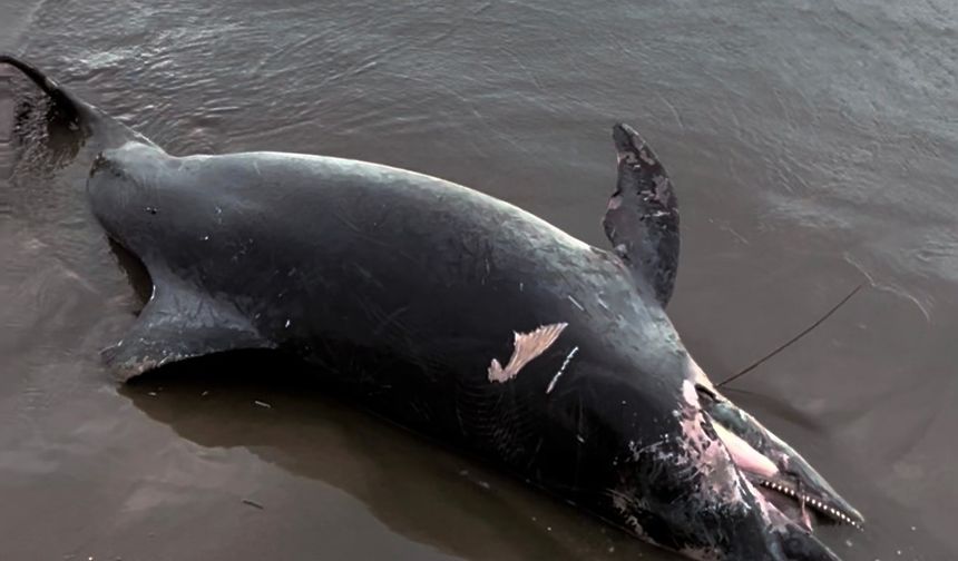 Karataş Sahilinde Şaşırtan Görüntü! Ölü Yunus Kıyıya Vurdu