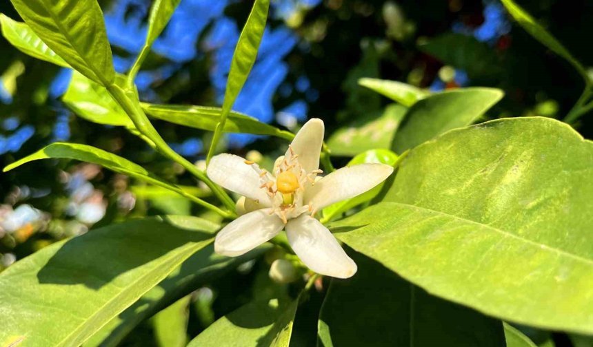 Adana’da Bahar Kokusu! Şehri Saran O Koku Herkesi Mest Etti