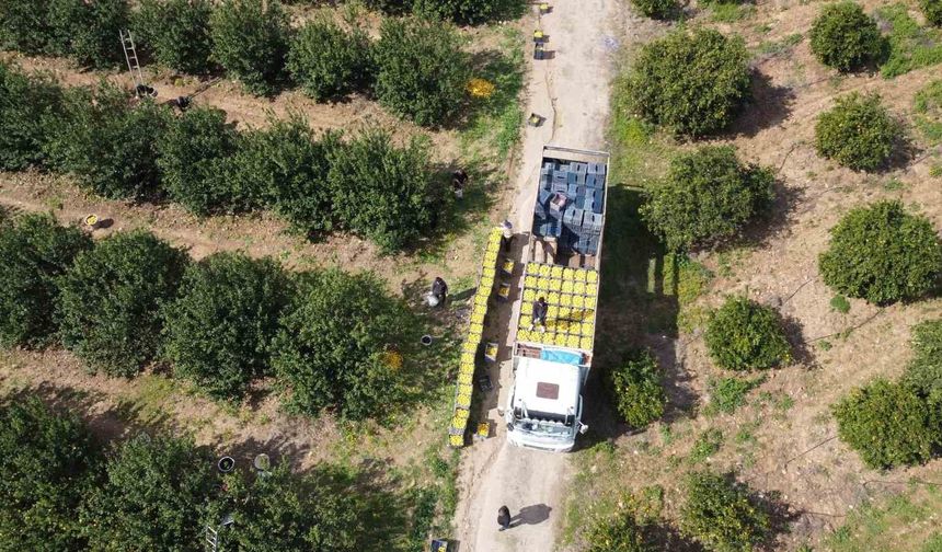 Geçen Yıl 9,5 Liraydı, Bu Yıl 60 Lira! Üreticinin Yüzü Güldü