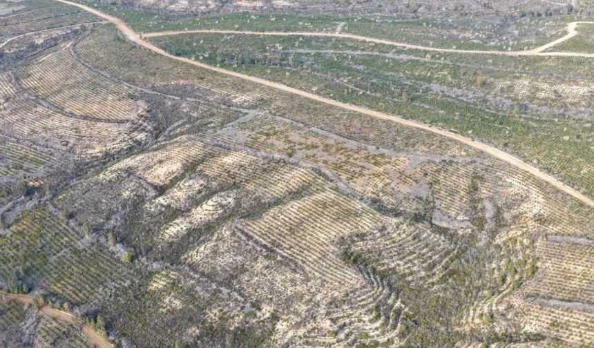 Sarıçam’da 13 Yılda Dev Yeşil Dönüşüm: 1 Milyon 200 Bin Fidan Toprakla Buluştu