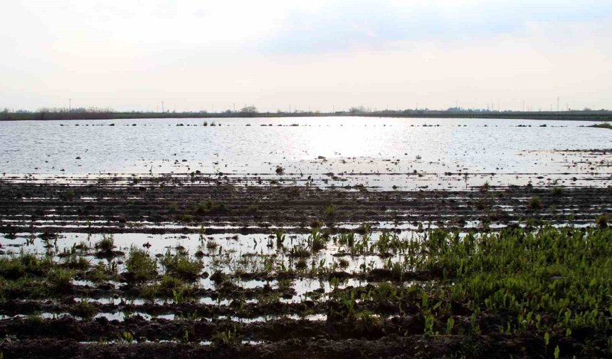 Çukurova’da Büyük Zarar: Üretici Destek Bekliyor
