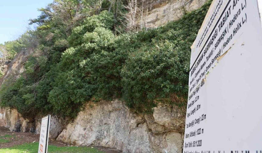 Türkiye’nin En Yaşlı Canlılarından Biri Adana’da!
