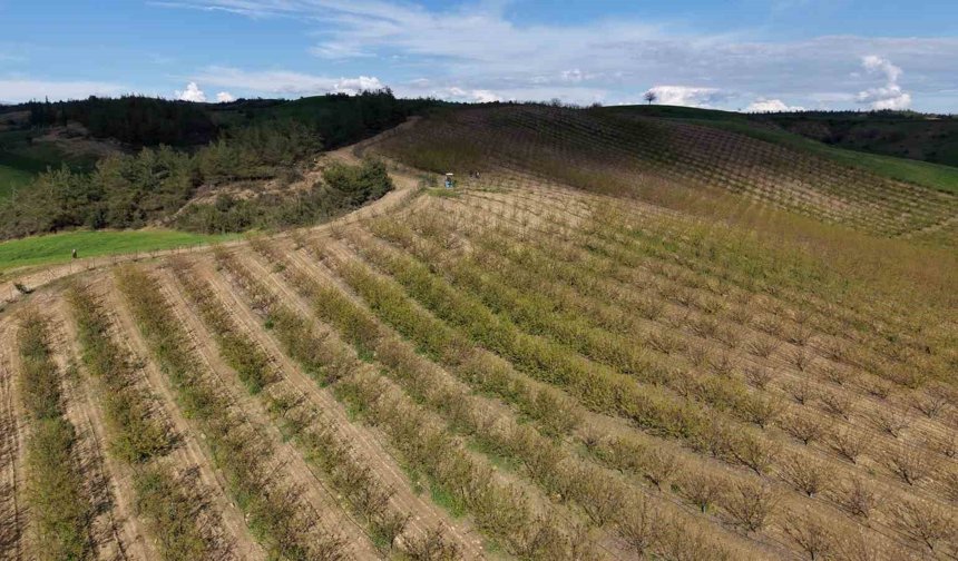 Ceviz Büyüklüğünde Dolu Felaketi! Kayısı Bahçeleri Yerle Bir Oldu