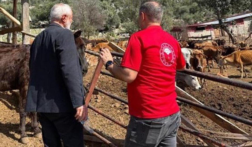 Adana’nın Yerli Irkı Şaşırtıyor! “Güney Sarısı” Verimde Öne Geçti