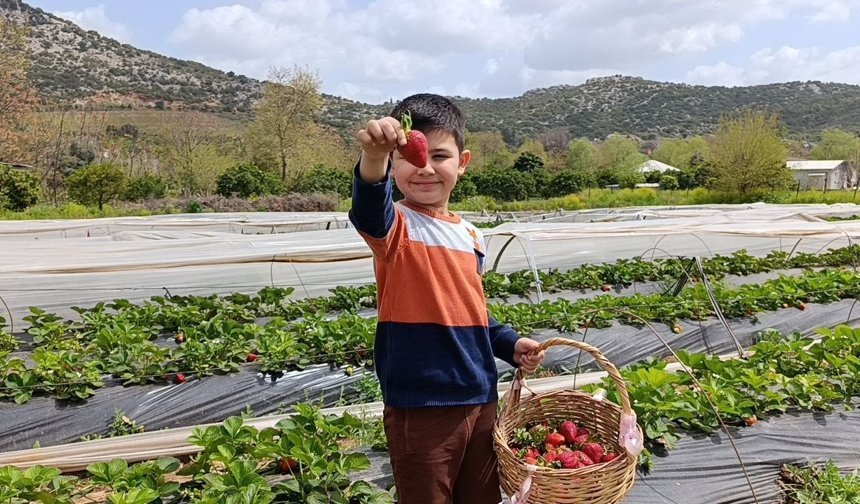 Doğanın Kalbinde Eşsiz Deneyim: Kendi Çileğini Kendin Topla