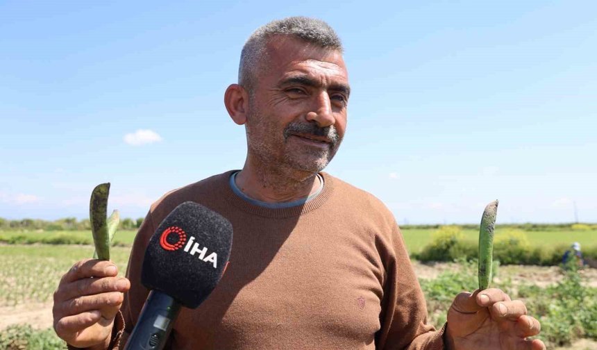 Gören Şaşırıyor: Bu Bezelye Karadeniz Hamsisine Benzetildi!