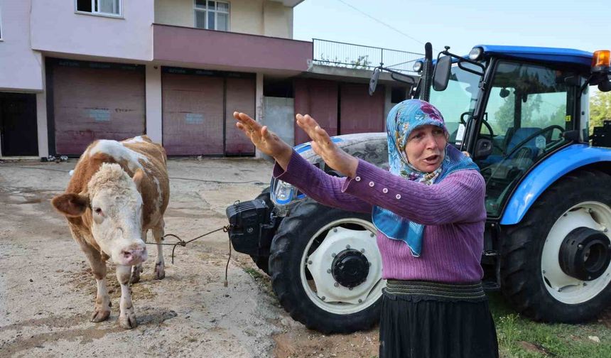 Kozan’da Bir Anda Bastırdı: Ahırın Üstünü Aşan Sel Her Şeyi Götürdü