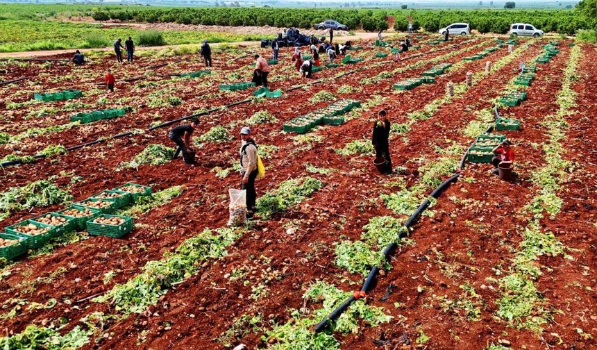 Adana’da “Sarı Altın” Hasadı Başladı: Verim Düştü, Fiyatlar Şaşırttı