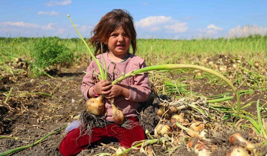 Adana’da Soğan Krizi Kapıda! Çiftçi Fiyat Bekliyor