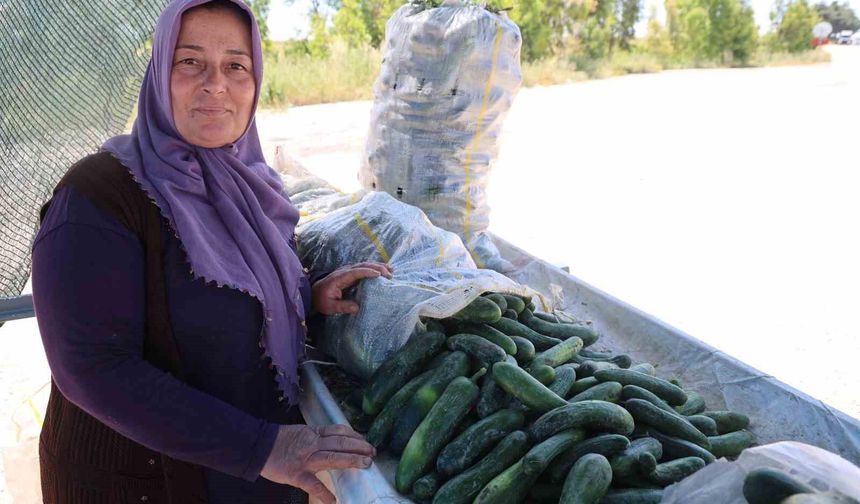 Festivalin Yıldızıydı: Atalık Karaköy Salatalığında Hasat Başladı
