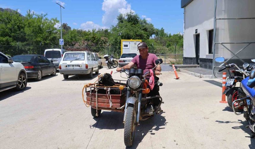 Adana’da Görülmemiş Kurbanlık Taşıma Yöntemleri!