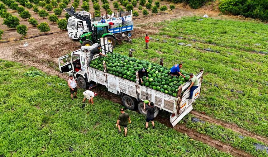 Adana’da Karpuz Hasadı Başladı! Tarlada Fiyatı Duyan Şaşırdı