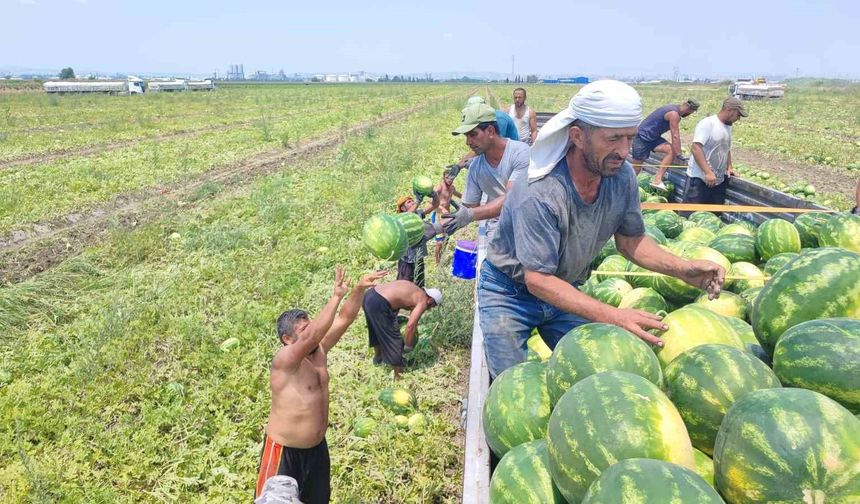 Adana'da Sıcaklık Rekor Kırıyor, Karpuz İşçileri Durmuyor!