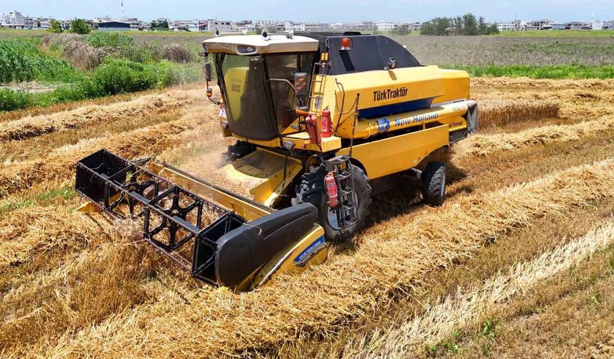 Adana’da Buğday Hasadı Başladı! Rekolte Beklentisi İki Katına Çıktı