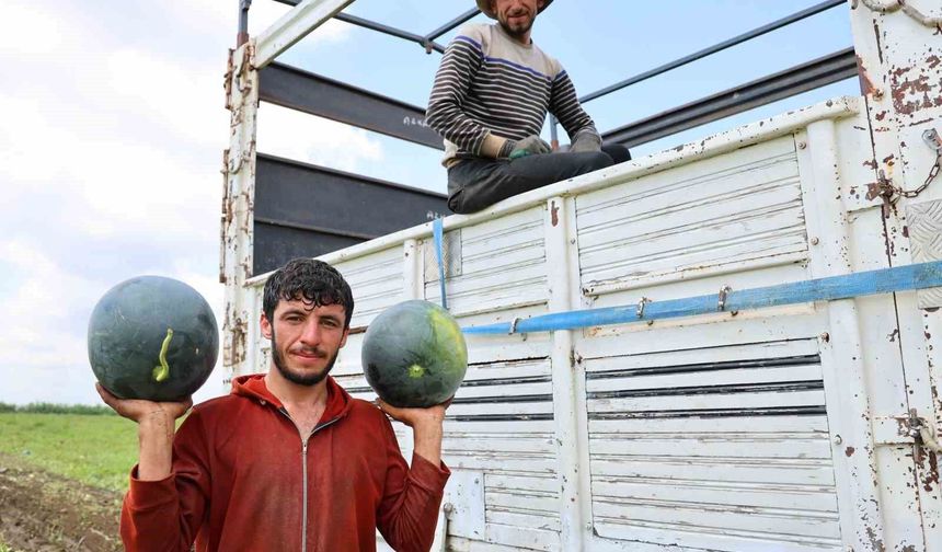 Adana'da Karpuz Sezonu Bitiyor! Fiyatlar 8 Liraya Kadar Geriledi