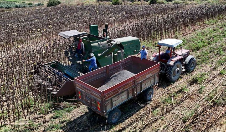 Adana'da Ayçiçeği Hasadı Başladı! Üreticinin Gözü Şimdi O Kararda