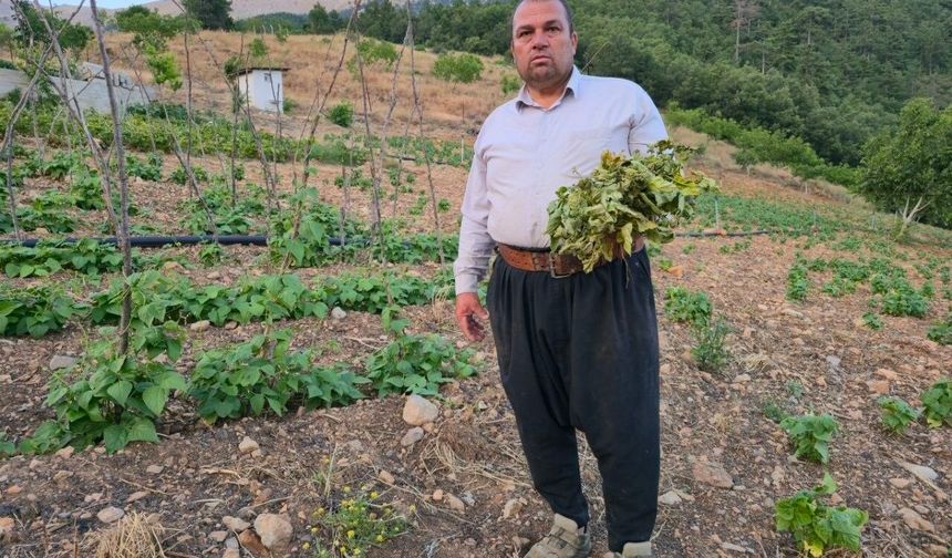 Adana'da Çekirge Alarmı!