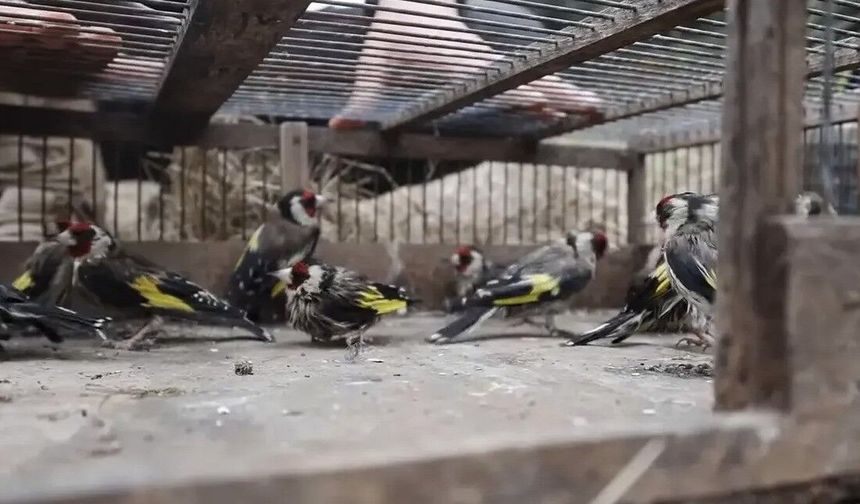 Adana’da 24 Saka Kuşunu Kaçak Avlayan Kişiye Rekor Ceza