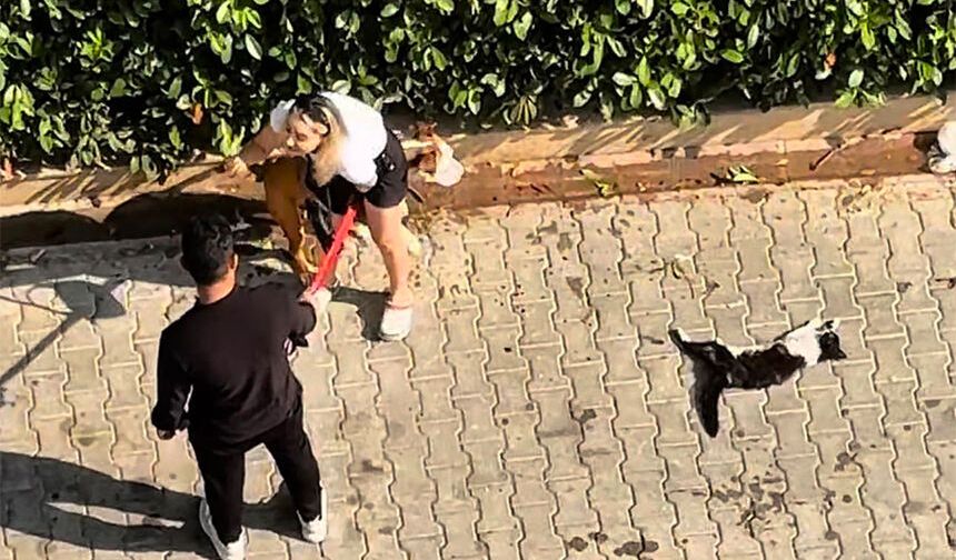 Sokakta ‘Pitbull’ Dehşeti