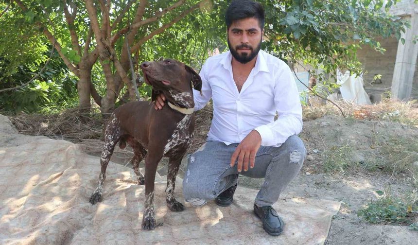 Adana’da Köpeğe Sopalı Şiddet Kamerada!