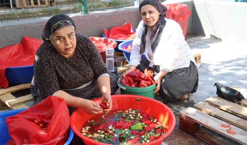 Adana’nın Kozan İlçesinde Geleneksel Salça Mesaisi Başladı!