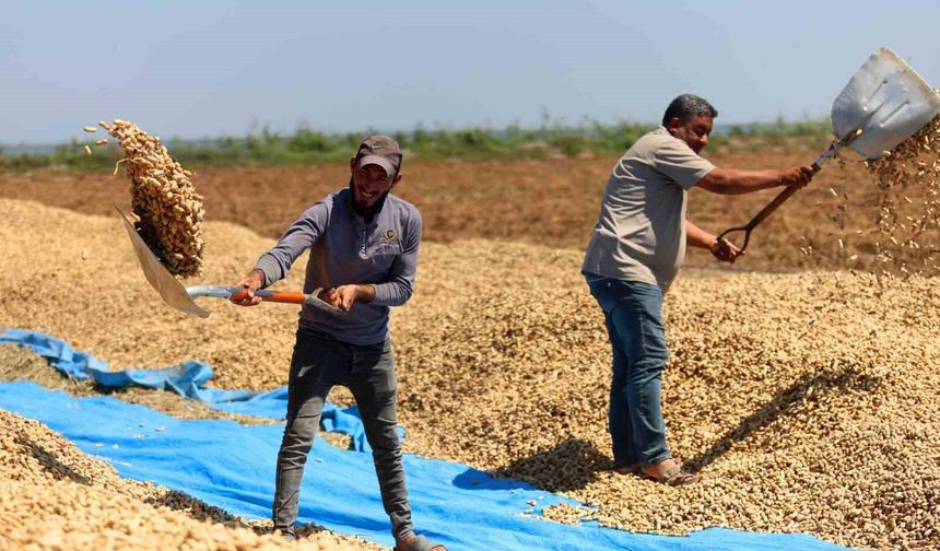 Adana’da Yer Fıstığında Hasat Başladı!