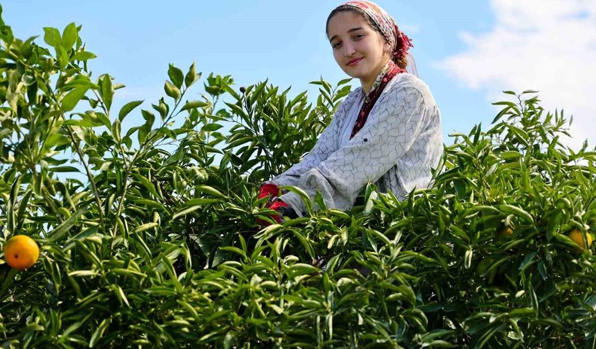 Adana’da Mandalina Hasadı Başladı!