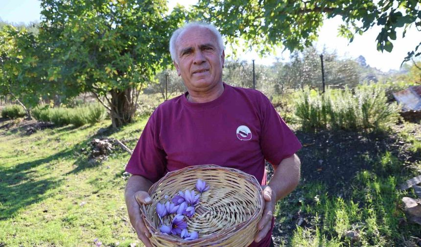 Adana’da Altın Değerinde Hasat!