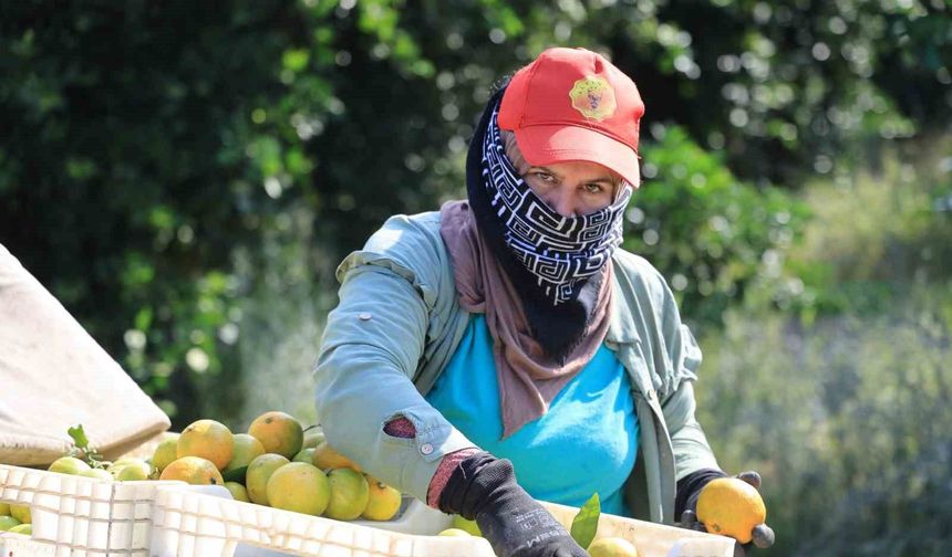 Adana’da Mandalina Üreticisinin İhracat Çıkmazı: Ürün Ağaçta Kalabilir