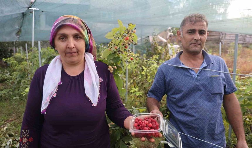 Saimbeyli’de İlk Kez Denendi, Verimi Görenler Şaşırdı!