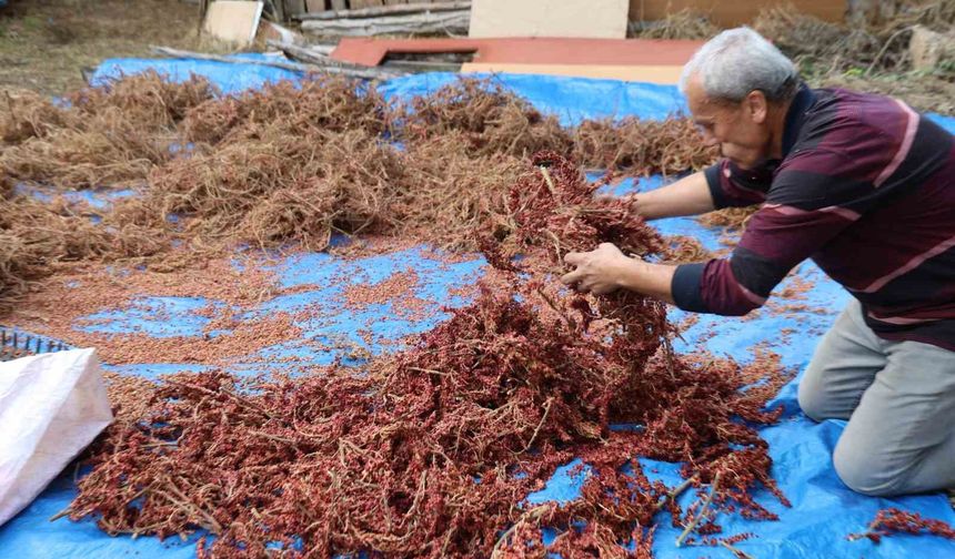 Adana’da Dağlarda Yetişiyor, Kilosu Cep Yakıyor!